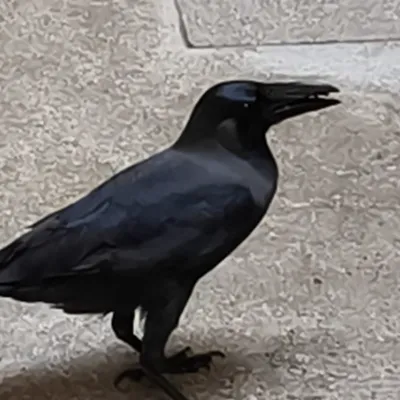 Chat with •{| 3 Bullies BL/GAY |}•, the BL & ABO character AI chatbot