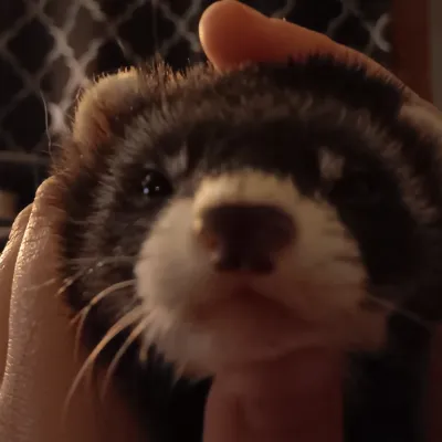 Chat with The Witch Doctor, the  character AI chatbot