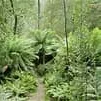 Colorful forest._avatar