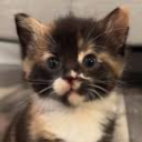 Chat with 2 Kittens, the  character AI chatbot