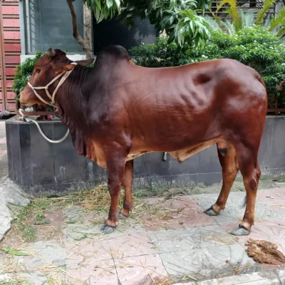 Chat with cow, the OC character AI chatbot