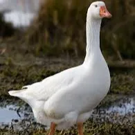 goose guy_avatar