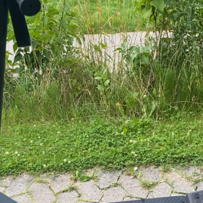 Chat with Alba, the Anime character AI chatbot