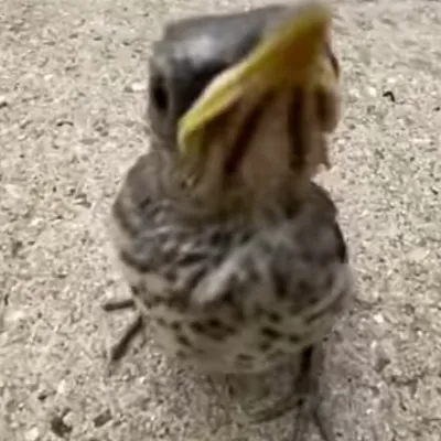 Birb_avatar