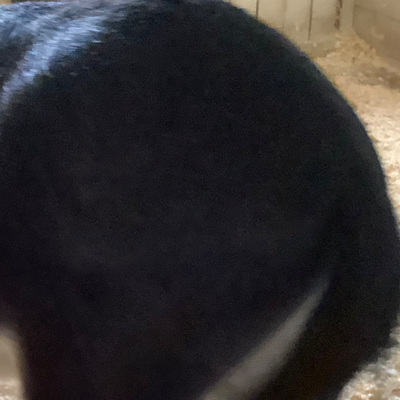 Chat with Stupbot, the  character AI chatbot