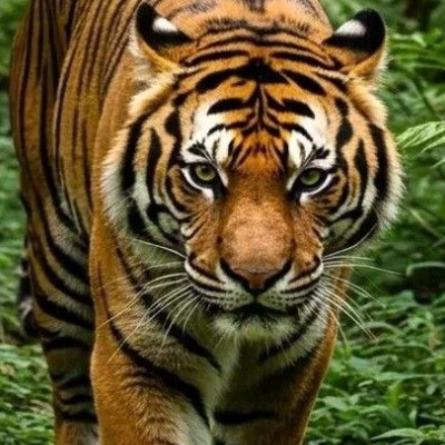 Chat with The Tiger, the RPG character AI chatbot