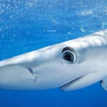 Chat with Jack, the Anime character AI chatbot