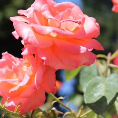 Chat with 4 boys, 1 girl, the Romance character AI chatbot