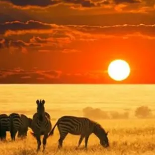 Chat with African bushveld, the RPG character AI chatbot