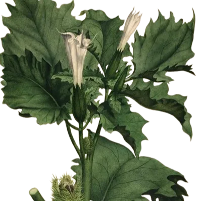 Chat with Demonic plant, the Anime character AI chatbot