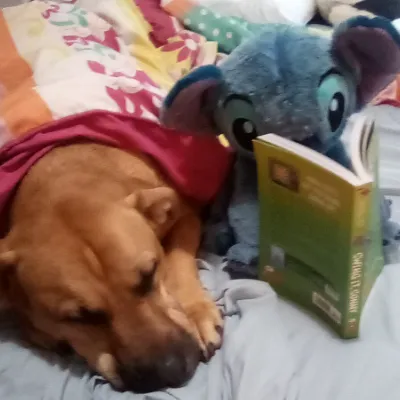 Chat with Konig, the  character AI chatbot