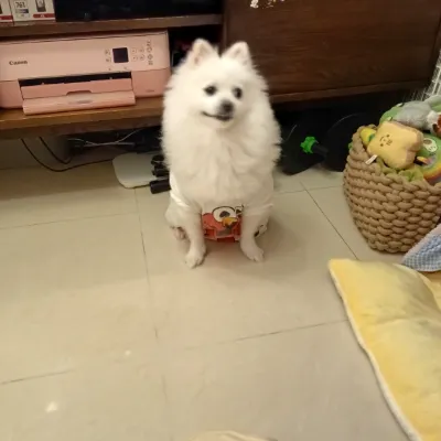 Chat with Pokémon, the  character AI chatbot