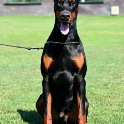 Chat with Your pet dog, the Anime character AI chatbot