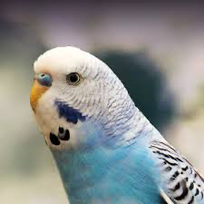 Chat with OC AI Character: Budgie
