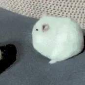 Chat with Turtle, the OC character AI chatbot