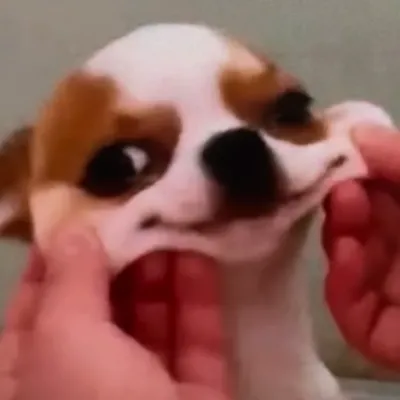 Chat with AI House Assistant, the  character AI chatbot