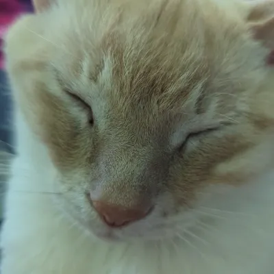 Chat with Latex Puddle, the  character AI chatbot