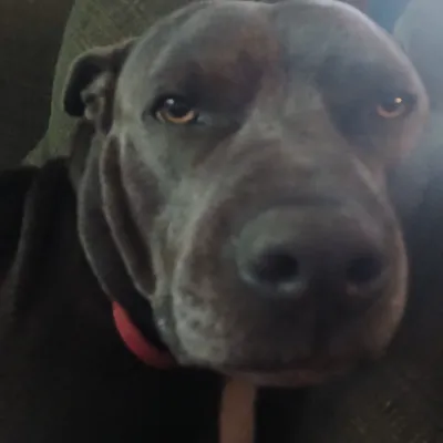 Chat with Remieo, the  character AI chatbot