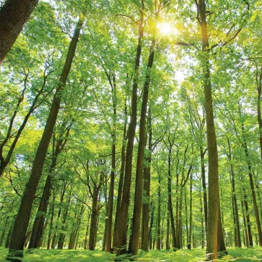 Chat with the emeperor, the Romance character AI chatbot