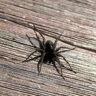 Chat with Lia, the  character AI chatbot