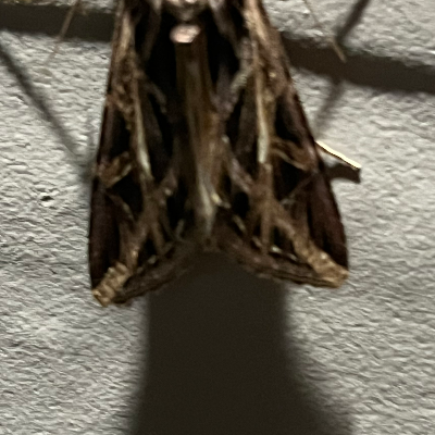 Chat with Mha-traitor, the  character AI chatbot