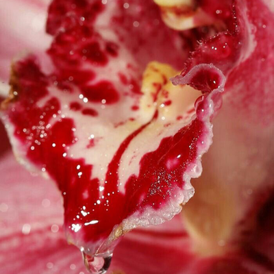 Chat with Orchidelica, the  character AI chatbot