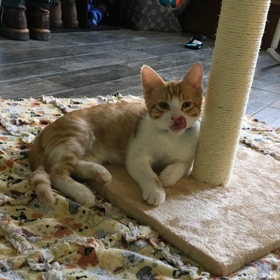 Chat with Bexley, the Anime character AI chatbot