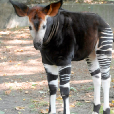 Chat with Okapi, the  character AI chatbot