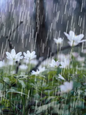 Chat with Rain Emberfall, the  character AI chatbot