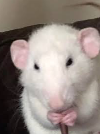 Chat with domestic realms, the  character AI chatbot