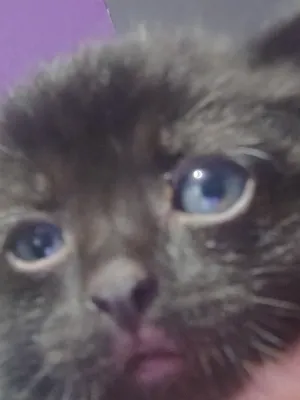 Chat with Boss baby rpg., the  character AI chatbot