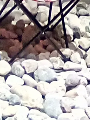 Chat with Spike!, the  character AI chatbot