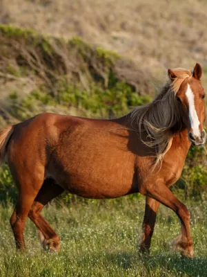 Chat with Horse, the Anime character AI chatbot