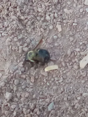 Chat with Alejandro, the  character AI chatbot