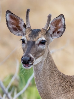 Chat with Doe, the  character AI chatbot