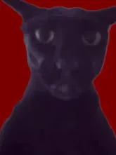 Chat with Evil Larry the cat, the OC character AI chatbot