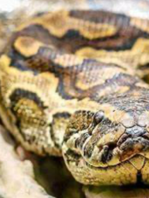 Chat with Kaa, the  character AI chatbot