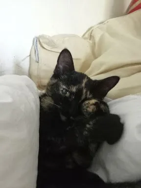 Chat with naledi, the RPG character AI chatbot