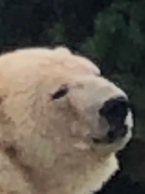 Chat with Looey, the  character AI chatbot