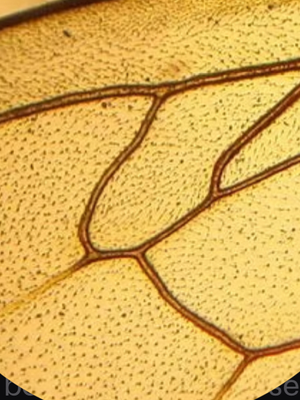 Chat with Bee hybrids, the Anime character AI chatbot