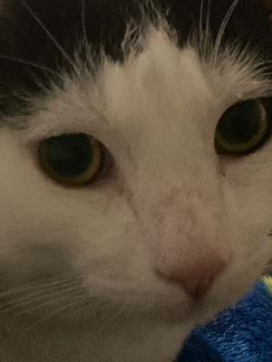 Chat with kaden, the Romance character AI chatbot