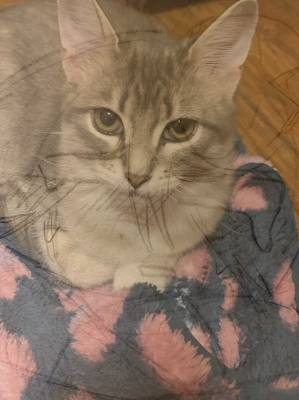 Chat with SPROUT!, the Game Characters character AI chatbot