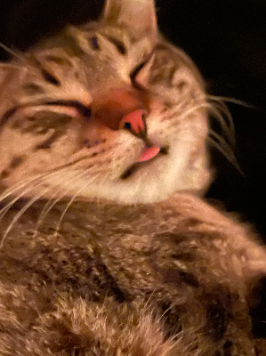 Chat with Frosting, the  character AI chatbot