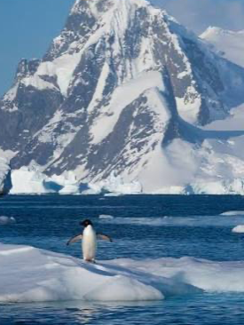 Chat with Antarctica, the Anime character AI chatbot