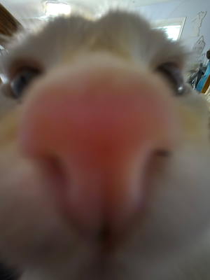 Chat with Phoro’s Planet, the  character AI chatbot