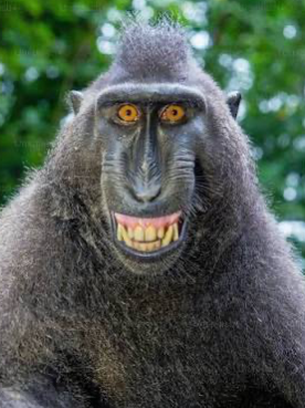 Chat with Zoey, the Furry character AI chatbot