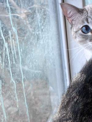 Chat with Mha wolf user, the  character AI chatbot