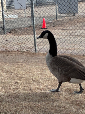 Chat with Mha pet, the  character AI chatbot