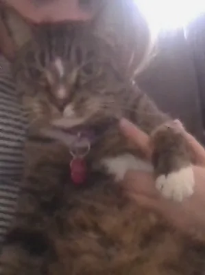 Chat with max, the Anime character AI chatbot