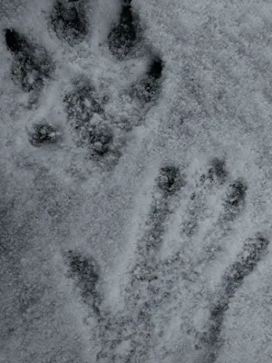 Chat with RPG Hombres Lobo, the  character AI chatbot